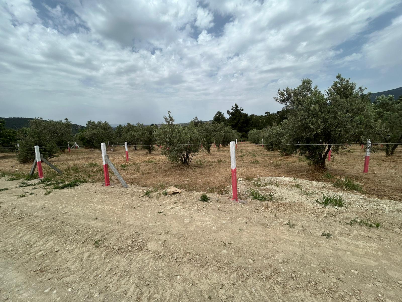 Bahçeli, sıcak ve samimi aile evi, geniş yeşil alan ve çiçekler